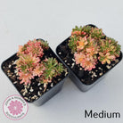 Aeonium sedifolium Variegated