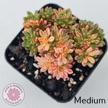 Load image into Gallery viewer, Aeonium sedifolium Variegated - John &amp; Norma&#39;s Succulents
