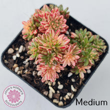 Load image into Gallery viewer, Aeonium sedifolium Variegated - John &amp; Norma&#39;s Succulents
