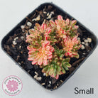 Aeonium sedifolium Variegated
