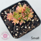Aeonium sedifolium Variegated