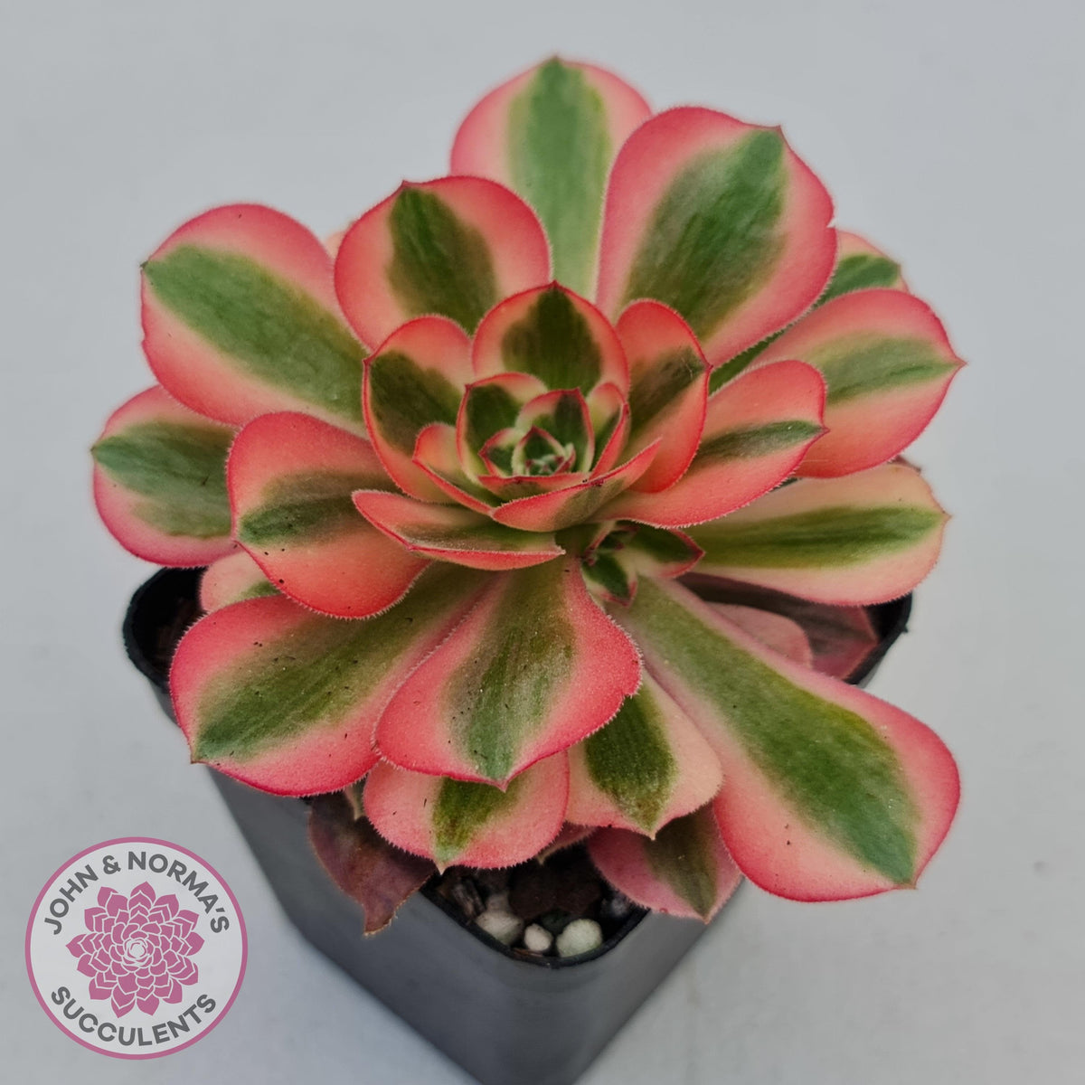 Aeonium 'Pink Witch'