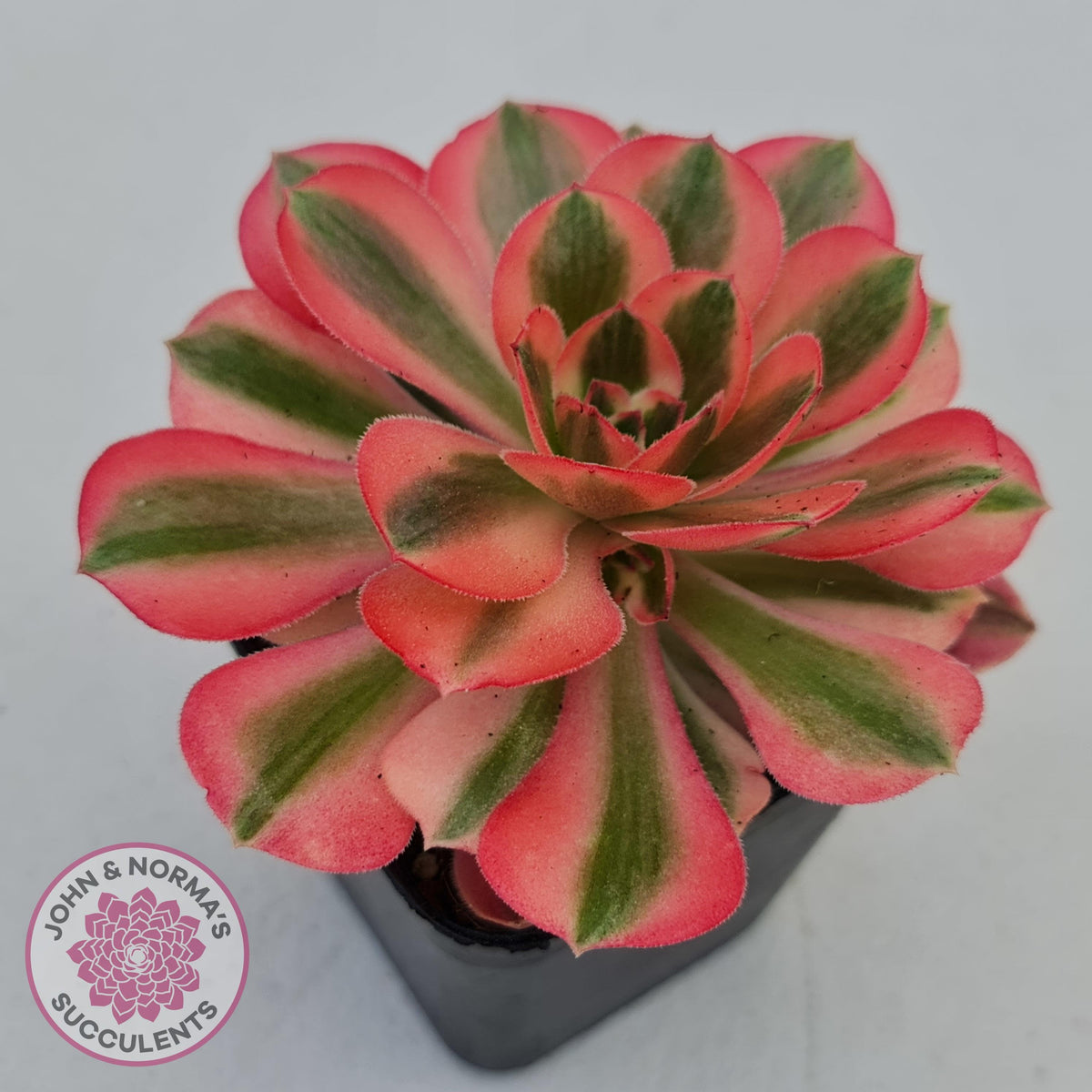 Aeonium 'Pink Witch'
