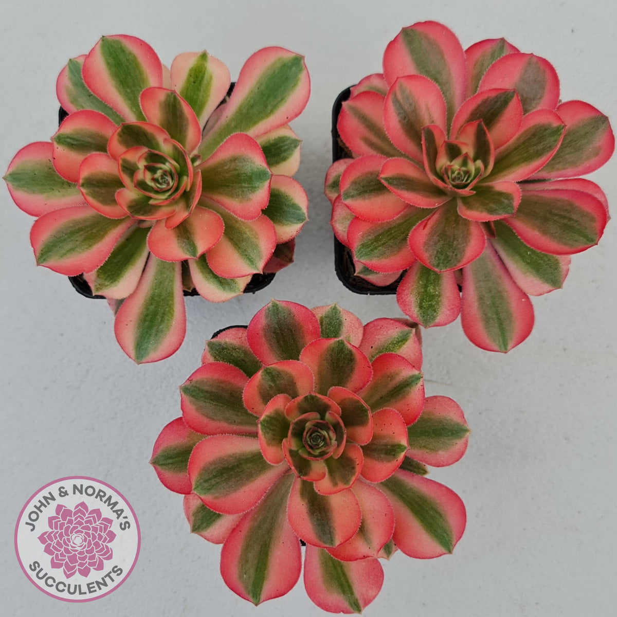 Aeonium 'Pink Witch'