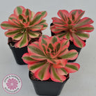 Aeonium 'Pink Witch'