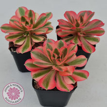 Load image into Gallery viewer, Aeonium Pink Witch - John &amp; Norma&#39;s Succulents
