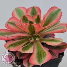 Load image into Gallery viewer, Aeonium Pink Witch - John &amp; Norma&#39;s Succulents
