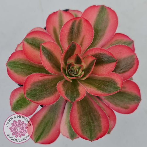 Aeonium Pink Witch - John & Norma's Succulents