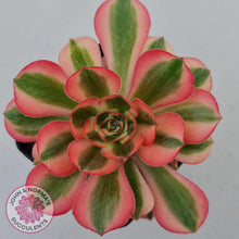 Load image into Gallery viewer, Aeonium Pink Witch - John &amp; Norma&#39;s Succulents
