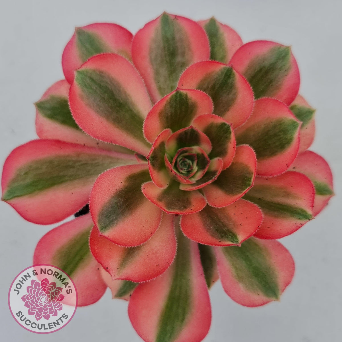 Aeonium 'Pink Witch'