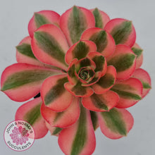 Load image into Gallery viewer, Aeonium Pink Witch - John &amp; Norma&#39;s Succulents
