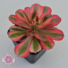 Aeonium 'Pink Witch'