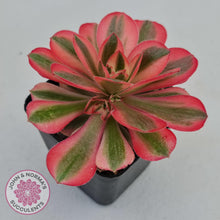 Load image into Gallery viewer, Aeonium Pink Witch - John &amp; Norma&#39;s Succulents
