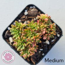 Load image into Gallery viewer, Aeonium sedifolium Variegated - John &amp; Norma&#39;s Succulents
