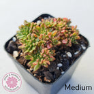 Aeonium sedifolium Variegated