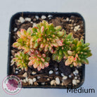 Aeonium sedifolium Variegated