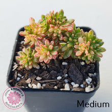 Load image into Gallery viewer, Aeonium sedifolium Variegated - John &amp; Norma&#39;s Succulents
