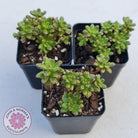 Aeonium sedifolium