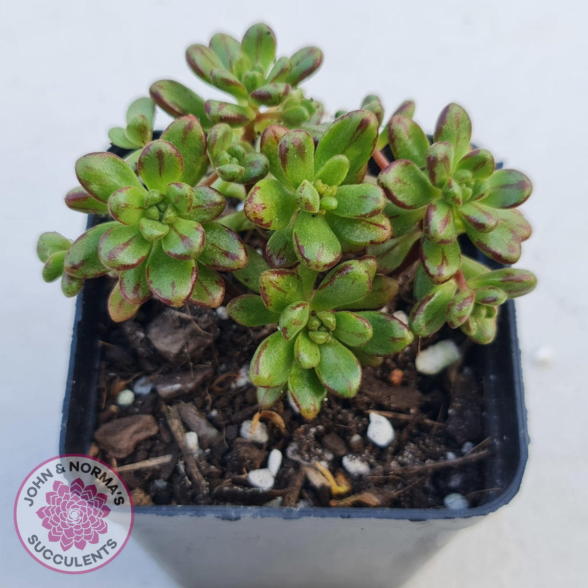 Aeonium sedifolium