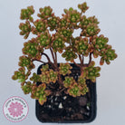 Aeonium sedifolium