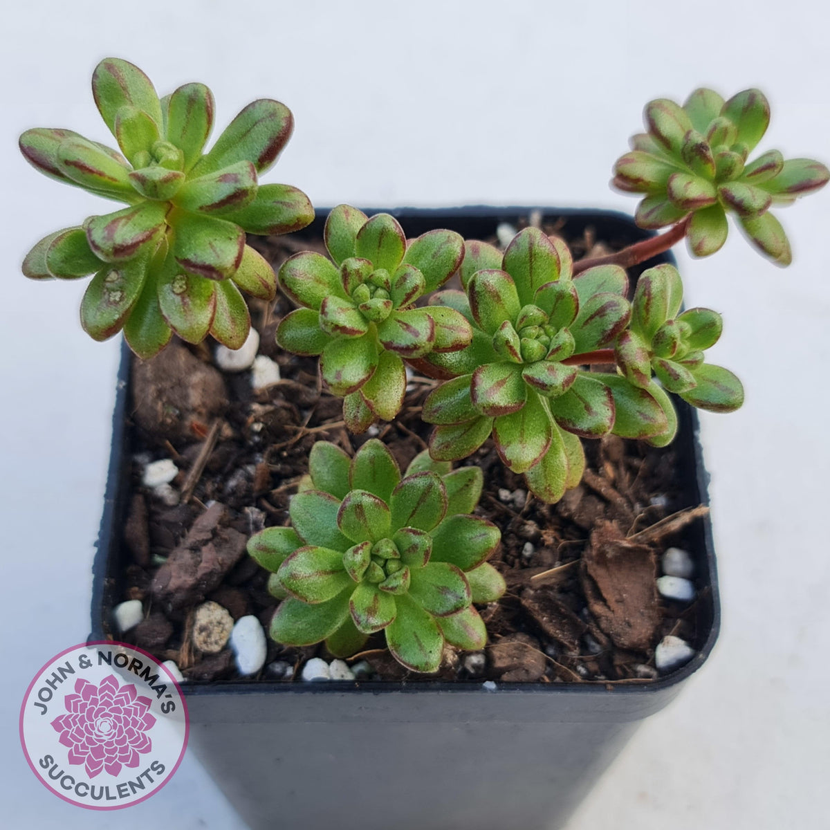 Aeonium sedifolium