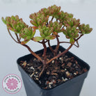 Aeonium sedifolium