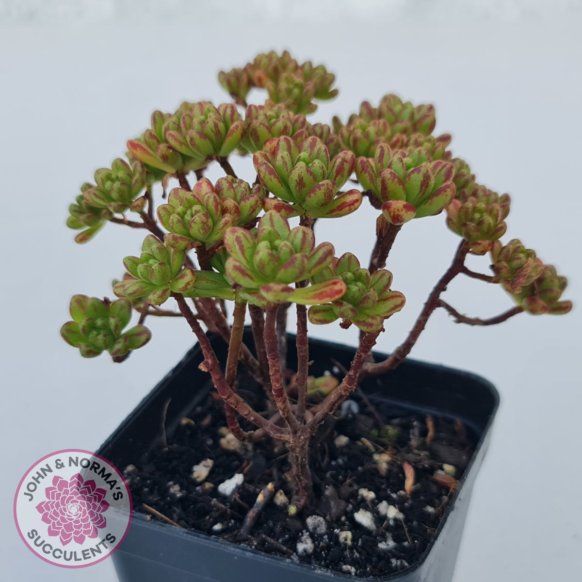 Aeonium sedifolium