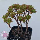 Aeonium sedifolium