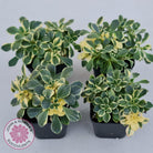 Aichryson x aizoides variegatum