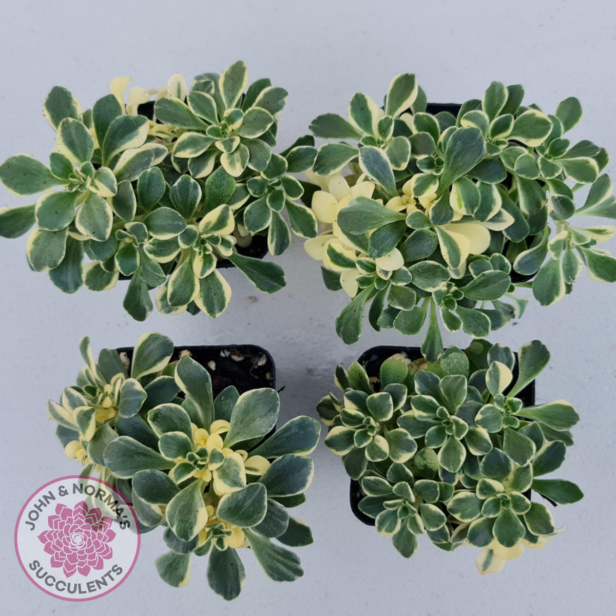Aichryson x aizoides variegatum