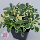 Aichryson x aizoides variegatum