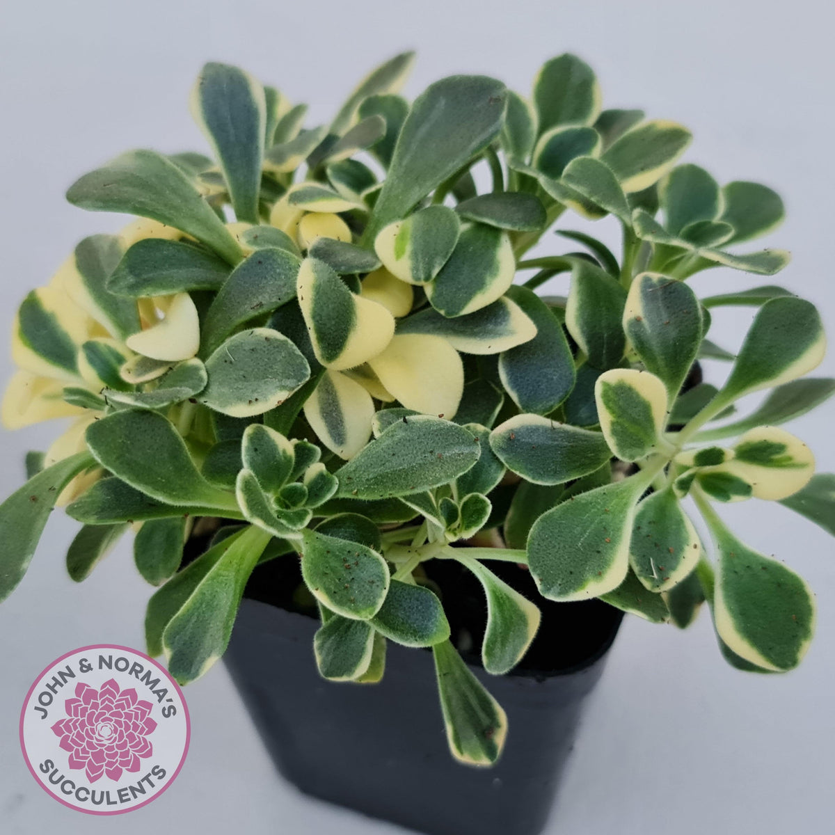 Aichryson x aizoides variegatum