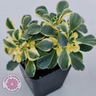 Aichryson x aizoides variegatum