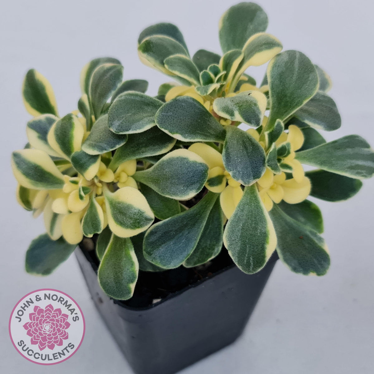 Aichryson x aizoides variegatum