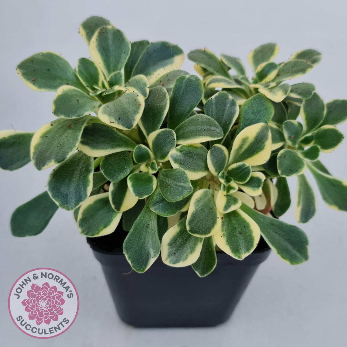 Aichryson x aizoides variegatum