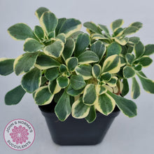 Load image into Gallery viewer, Aichryson x aizoides variegatum - John &amp; Norma&#39;s Succulents
