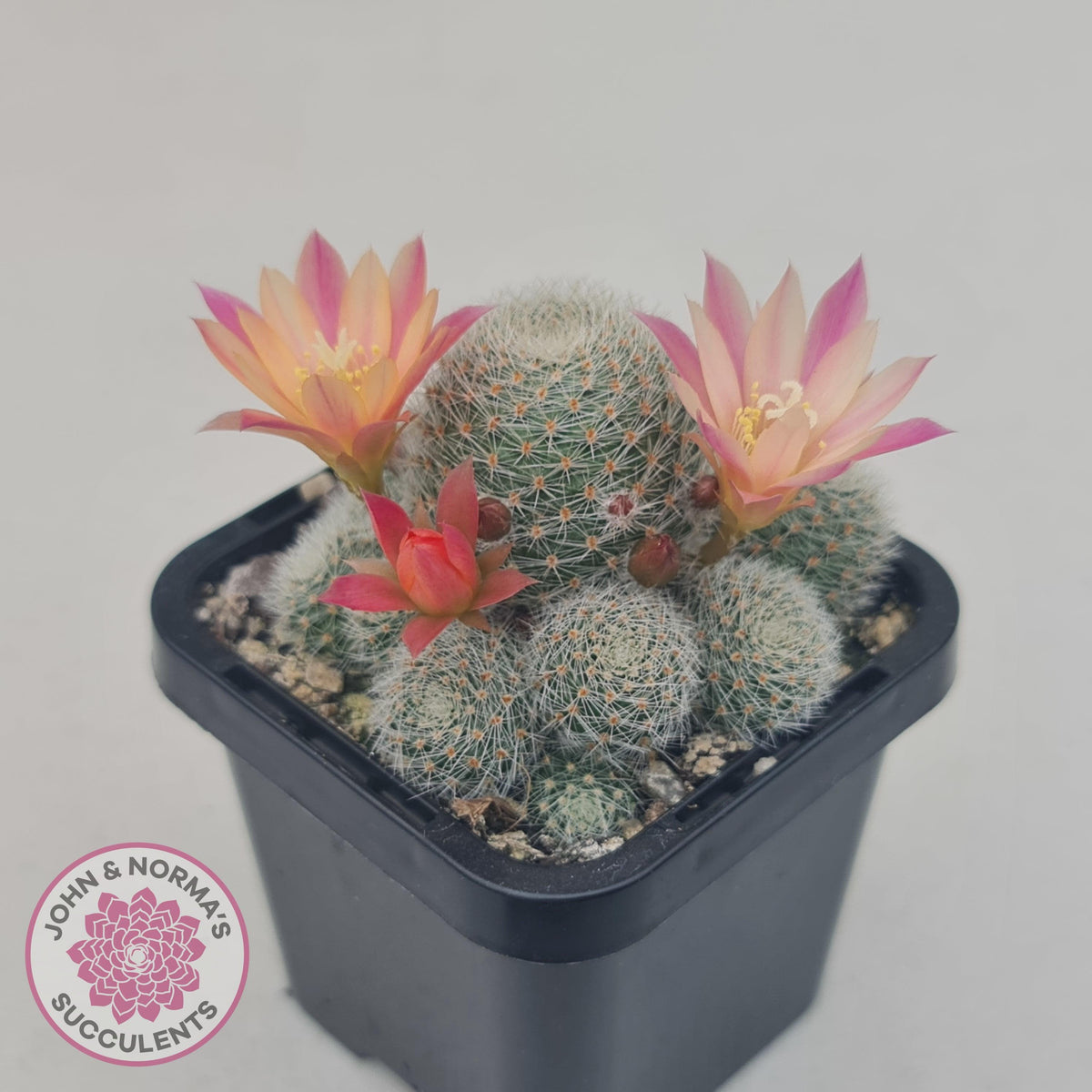Aylostera Pink Champagne