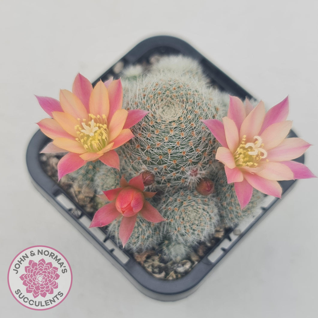 Aylostera Pink Champagne - John & Norma's Succulents