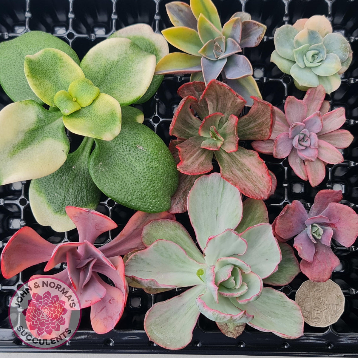 Rare and Exotic Succulent Cuttings Value Pack 1