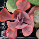 Rare and Exotic Succulent Cuttings Value Pack 1