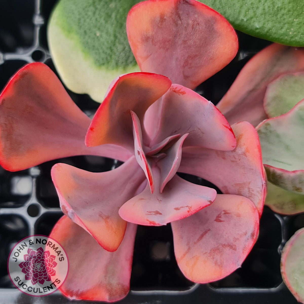 Rare and Exotic Succulent Cuttings Value Pack 1