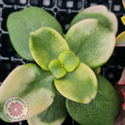 Rare and Exotic Succulent Cuttings Value Pack 1