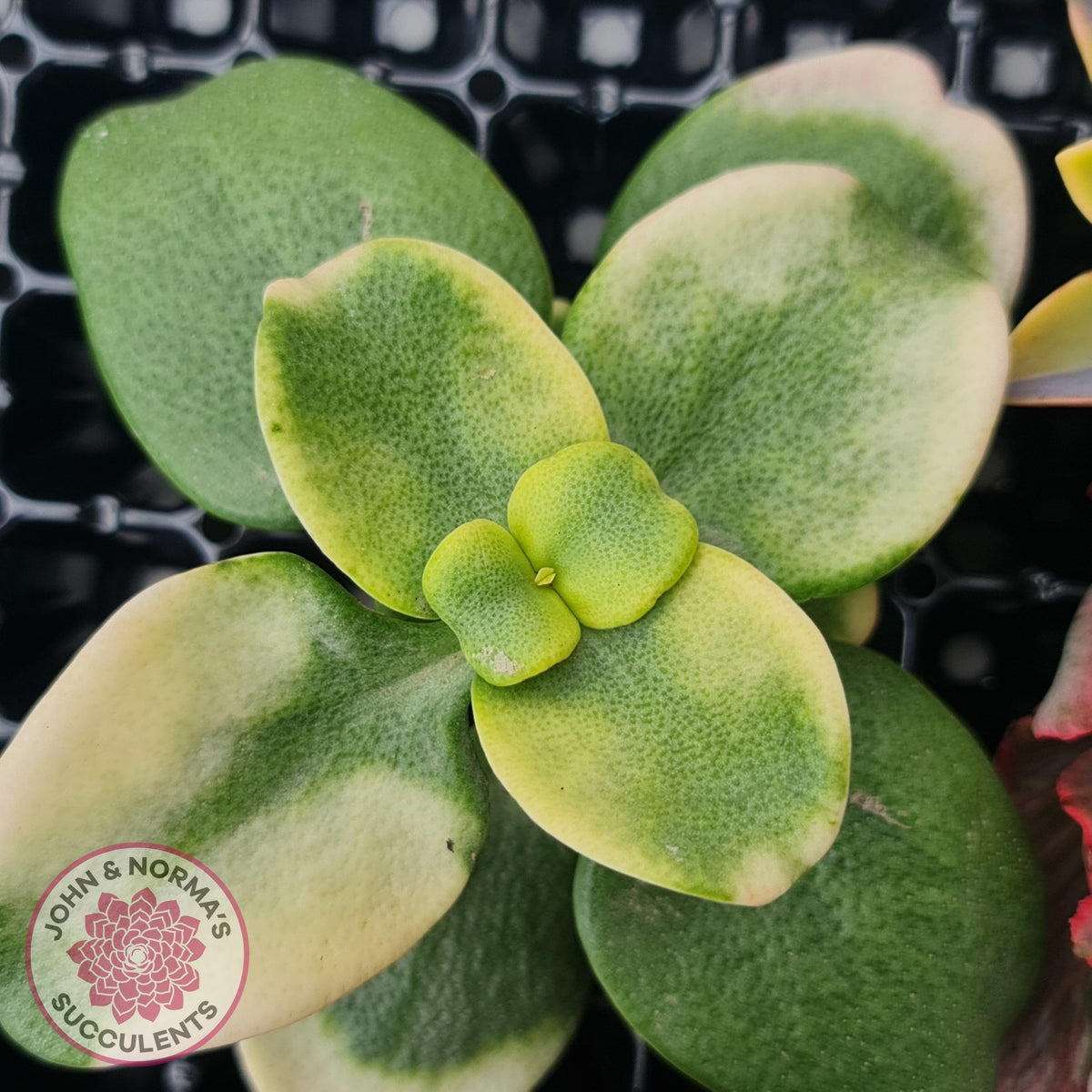 Rare and Exotic Succulent Cuttings Value Pack 1