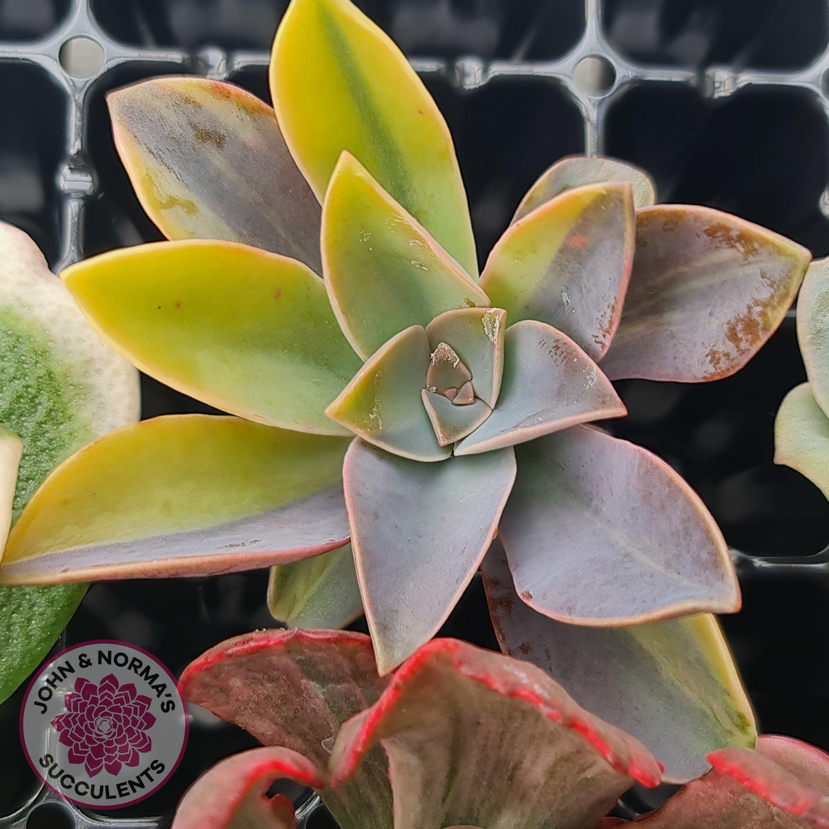 Rare and Exotic Succulent Cuttings Value Pack 1