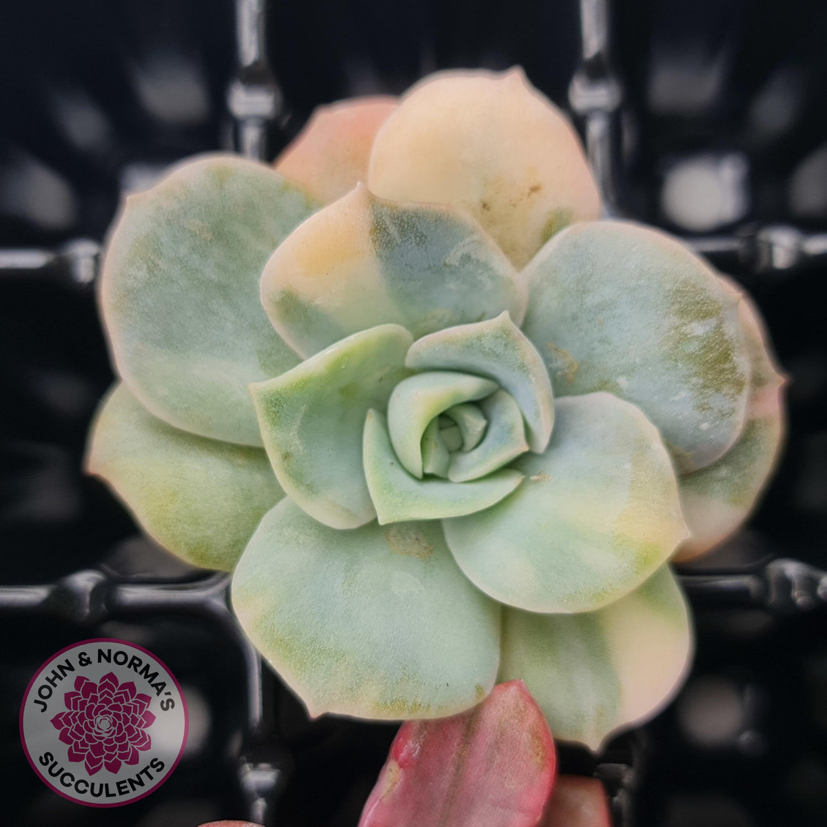 Rare and Exotic Succulent Cuttings Value Pack 1