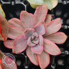 Rare and Exotic Succulent Cuttings Value Pack 1