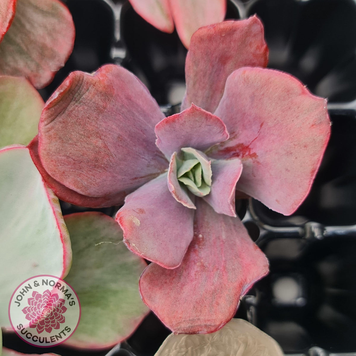 Rare and Exotic Succulent Cuttings Value Pack 1