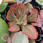 Rare and Exotic Succulent Cuttings Value Pack 1
