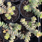 Crassula perforata - mini weeping form