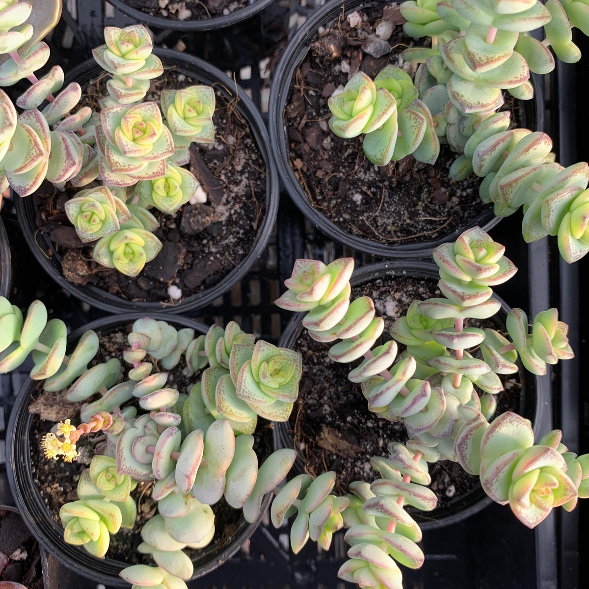 Crassula perforata - mini weeping form